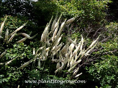 These plants were at least 6 foot tall.  Grwoing in a partial shade site. (July 19)